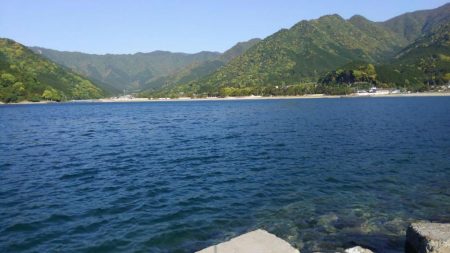 一年ぶりのアオリイカ